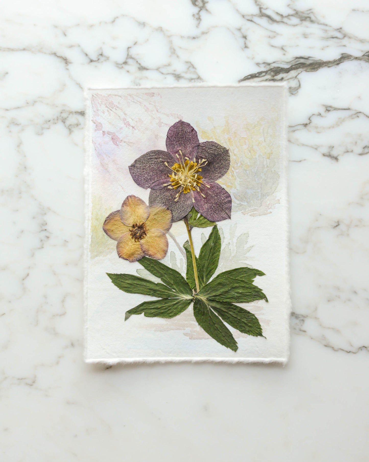 Hellebore in the Snow - Original Artwork, 5x7" Watercolor and Pressed Flowers