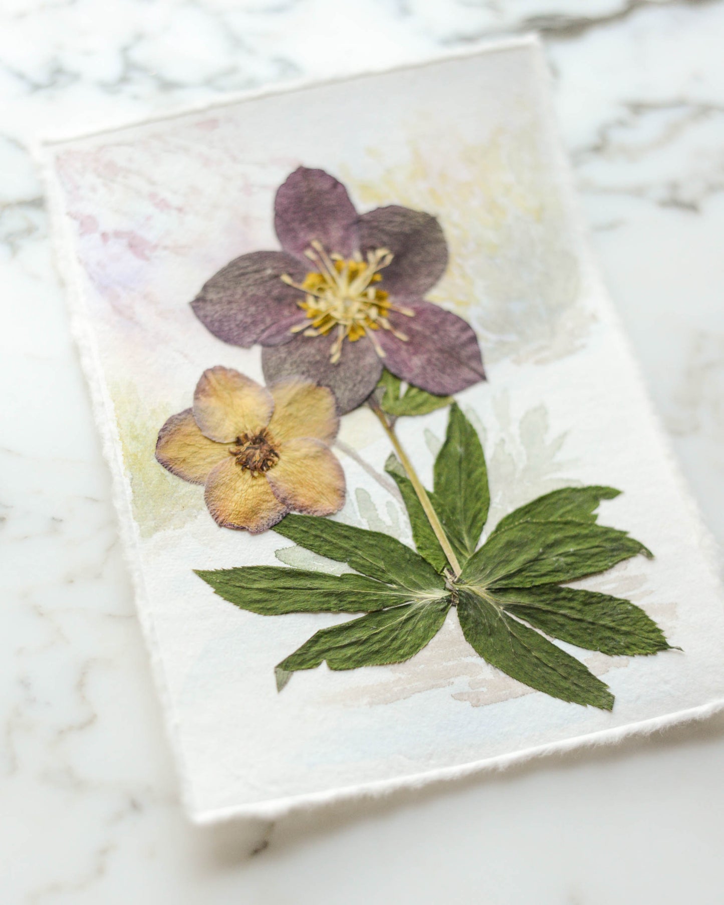 Hellebore in the Snow - Original Artwork, 5x7" Watercolor and Pressed Flowers