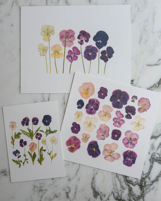 Violas - Art Print of Pressed Flowers