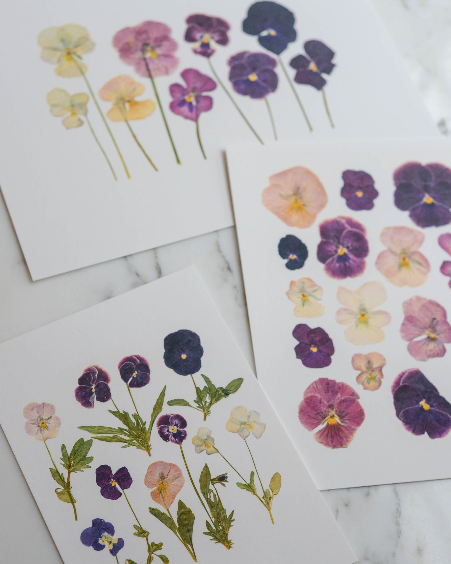 Violas - Art Print of Pressed Flowers