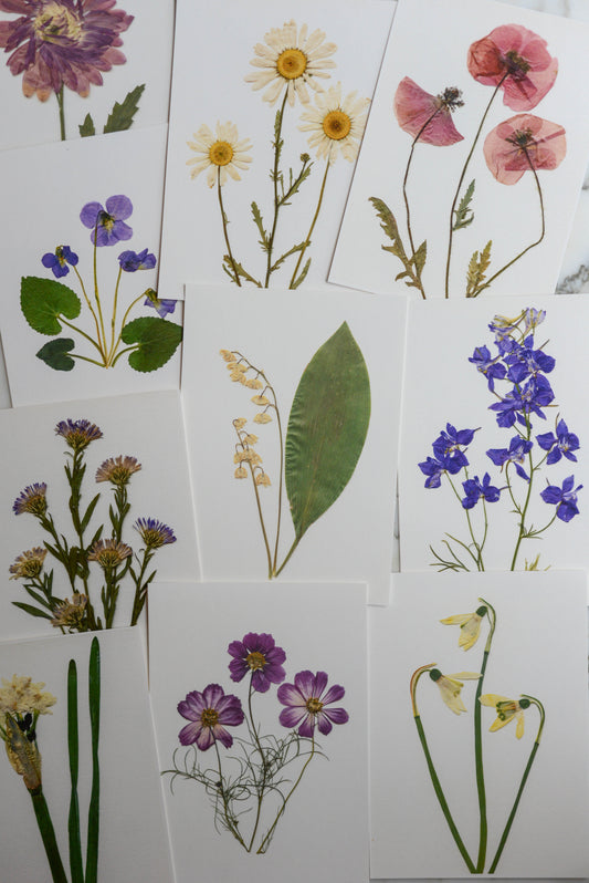 Birth Flowers - Art Print of Pressed Flowers