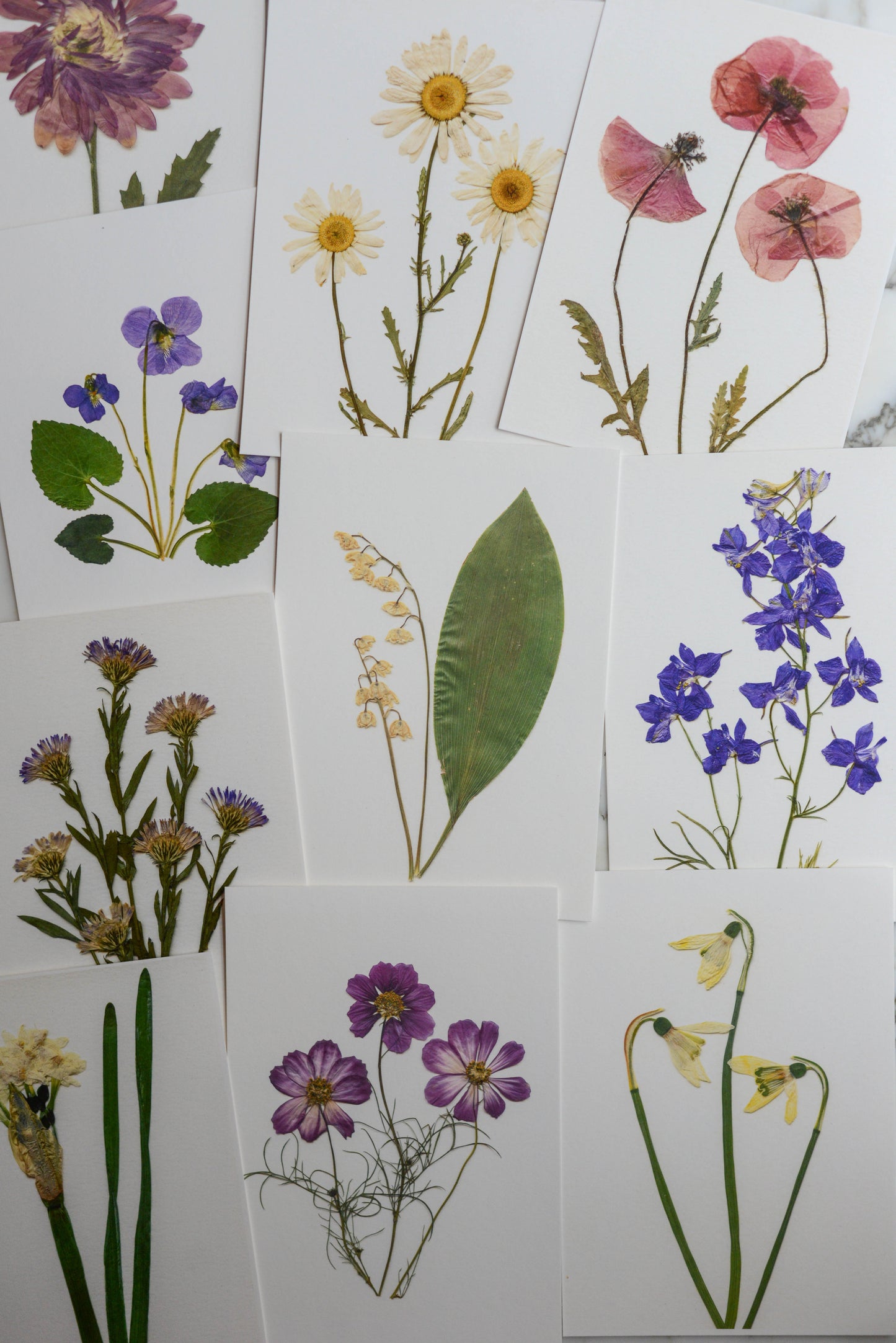 Birth Flowers - Art Print of Pressed Flowers