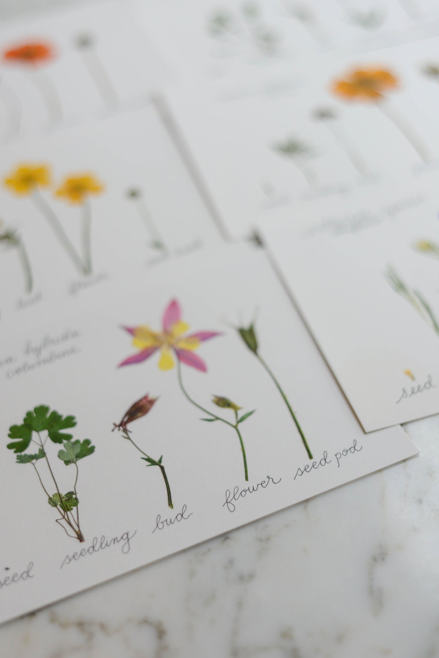 Lifecycle Collection - Art Print of Pressed Flowers