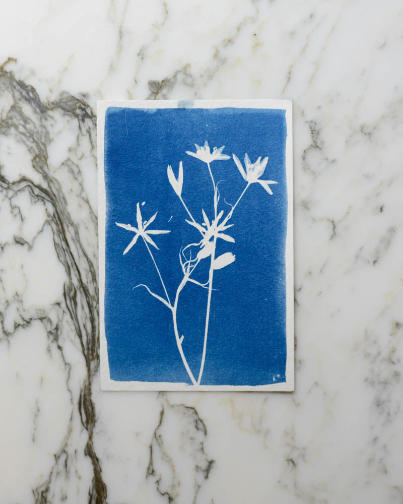 Cyanotype - 4x6" Star of Bethlehem