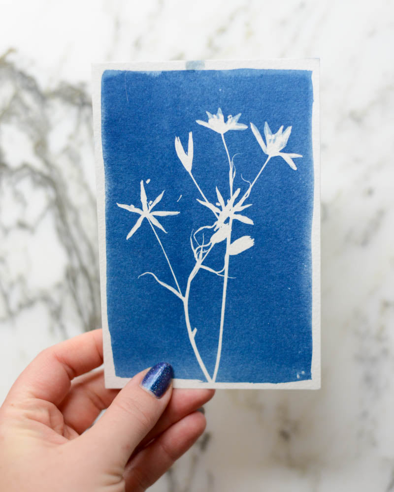 Cyanotype - 4x6" Star of Bethlehem