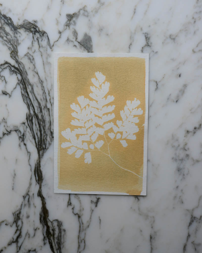 Cyanotype - 4x6" Bleached Fern