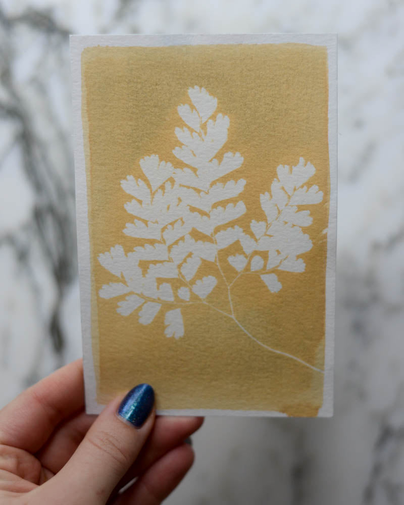 Cyanotype - 4x6" Bleached Fern