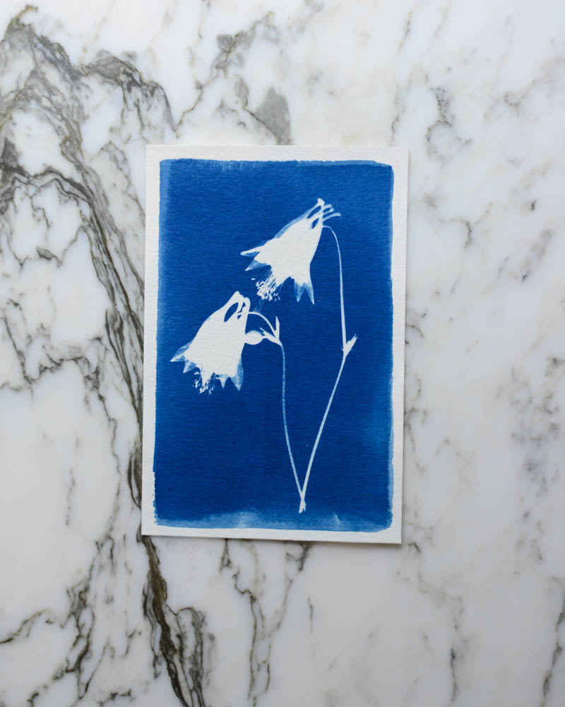 Cyanotype - 4x6" Columbine