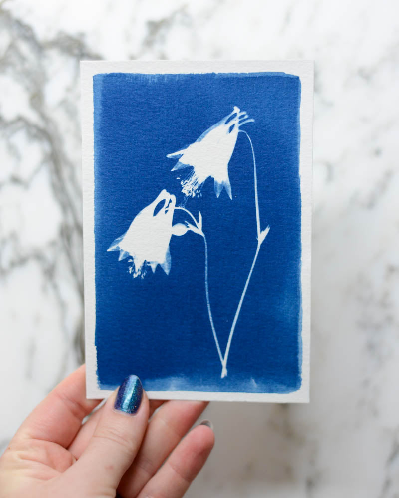 Cyanotype - 4x6" Columbine