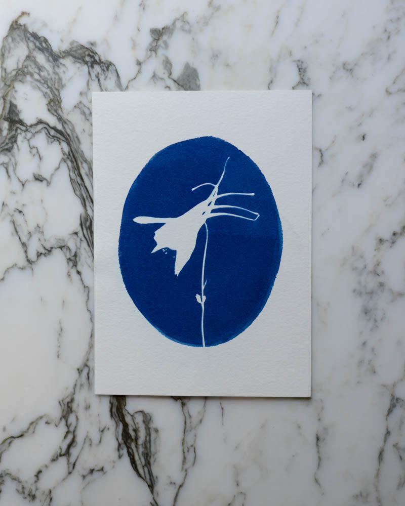 Cyanotype - 5x7" Columbine Cameo