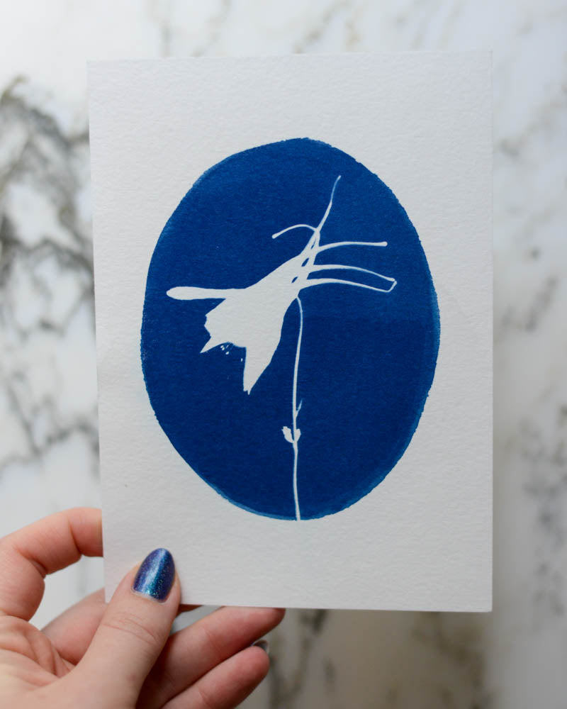 Cyanotype - 5x7" Columbine Cameo