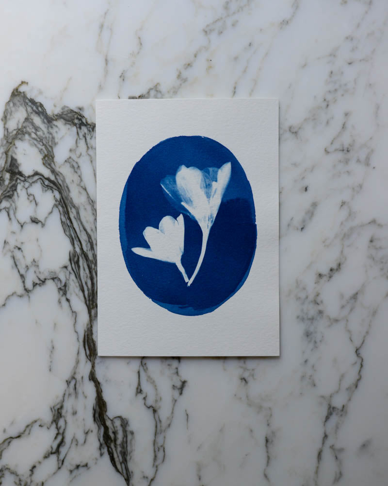 Cyanotype - 5x7" Crocus Cameo