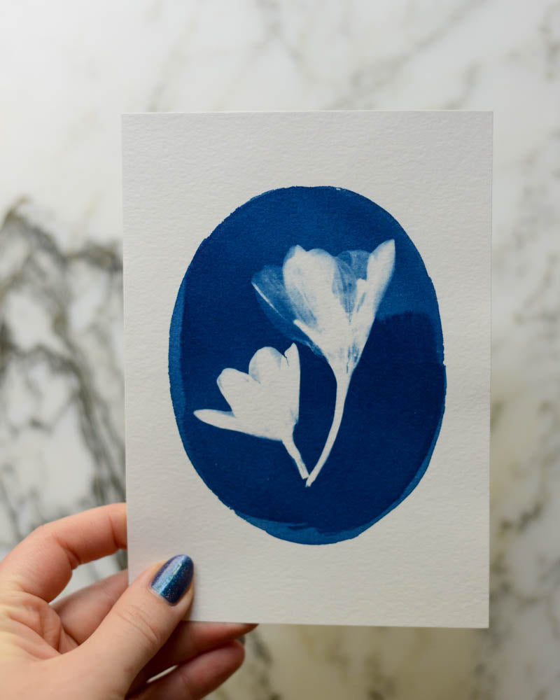Cyanotype - 5x7" Crocus Cameo