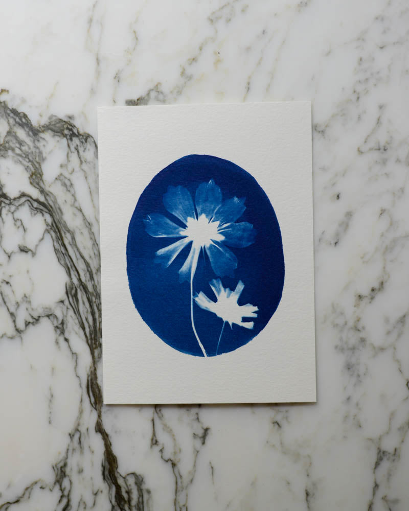 Cyanotype - 5x7" Cosmos Duo Cameo