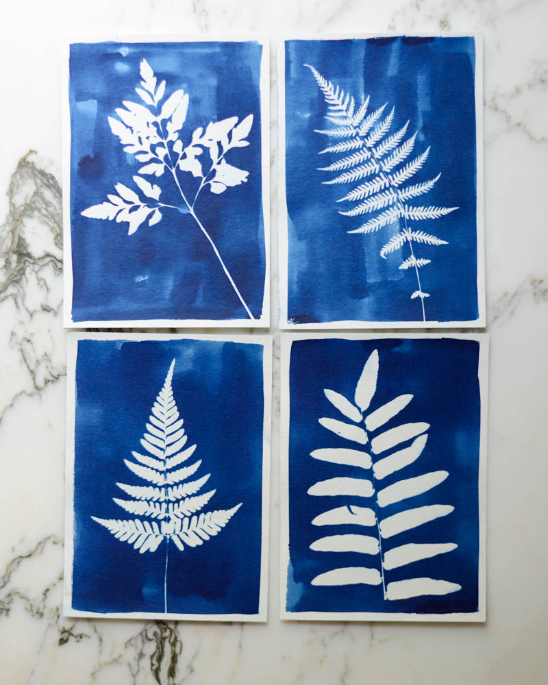 Cyanotype - 5x7" Fern - Set of 4