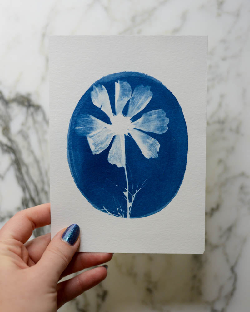Cyanotype - 5x7" Cosmos Cameo