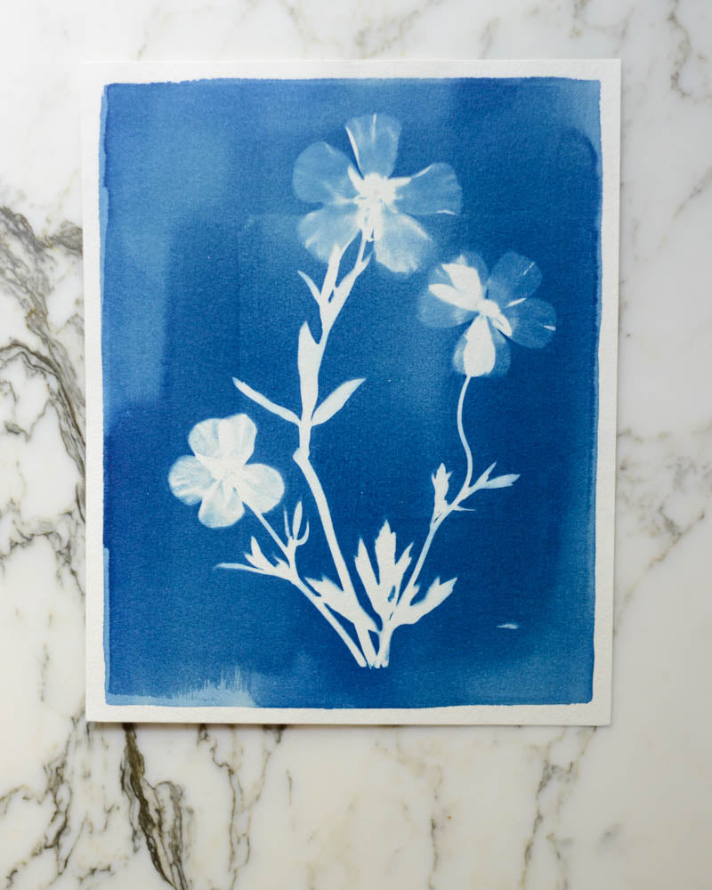 Cyanotype - 8x10" Butterfly Ranunculus