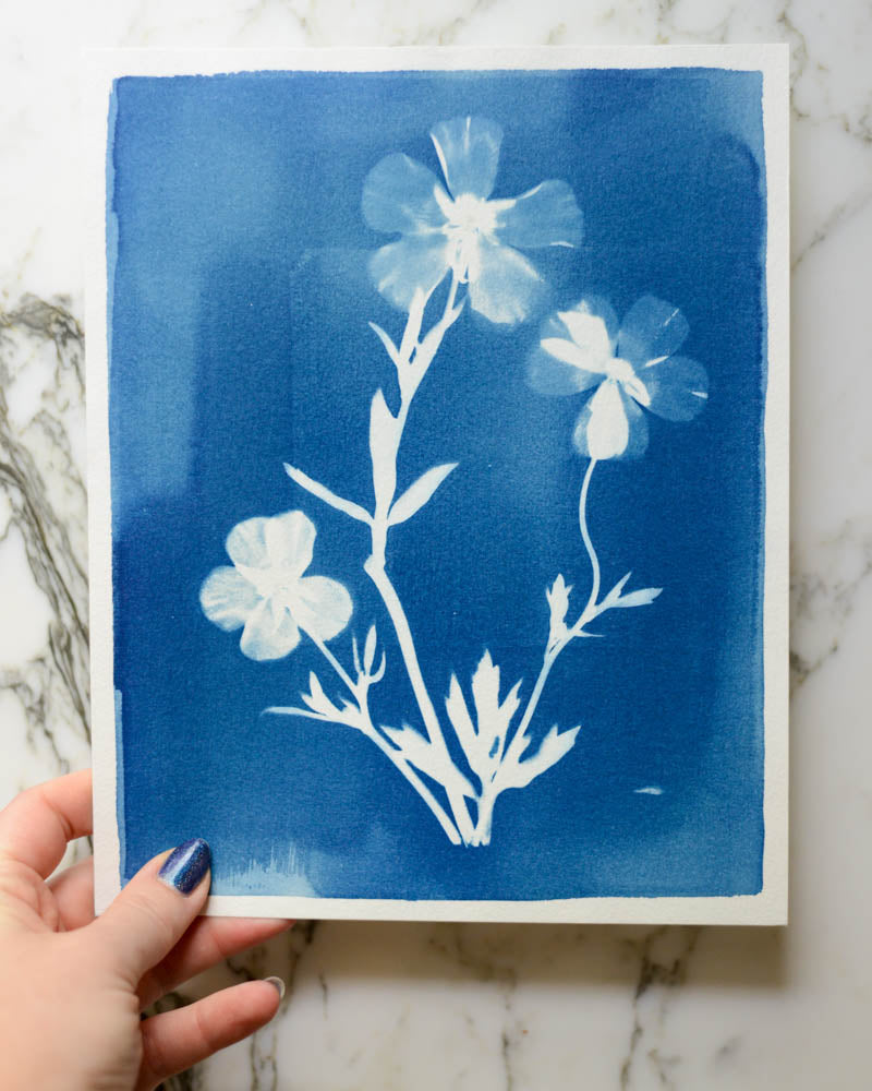 Cyanotype - 8x10" Butterfly Ranunculus