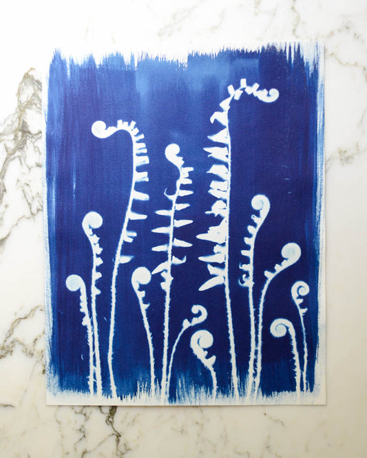 Cyanotype - 11x14" Fiddlehead Ferns