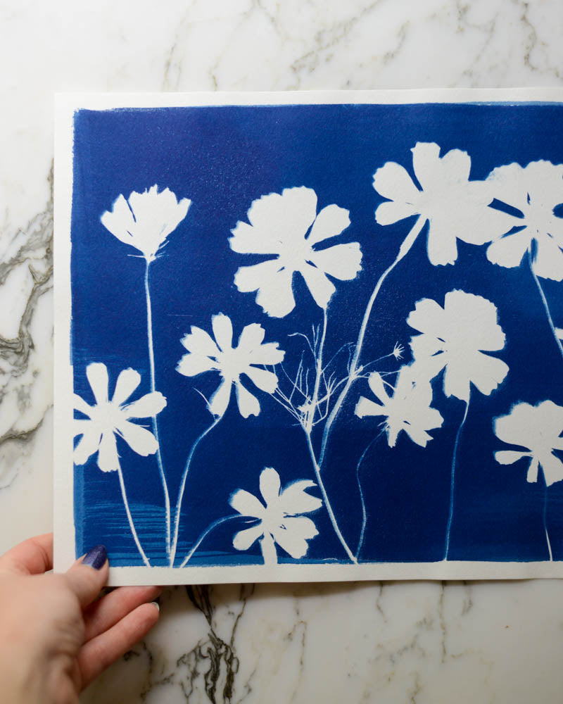 Cyanotype - 11x14" Cosmos Meadow