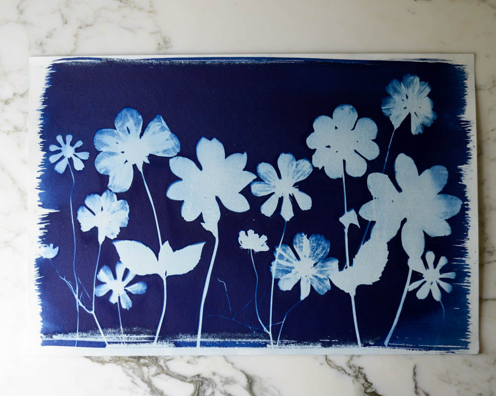 Cyanotype - 12x18" Dahlia Meadow