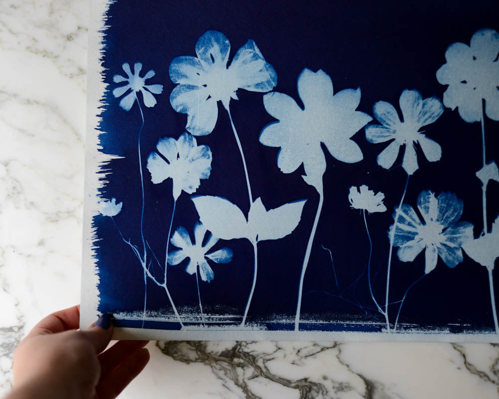 Cyanotype - 12x18" Dahlia Meadow