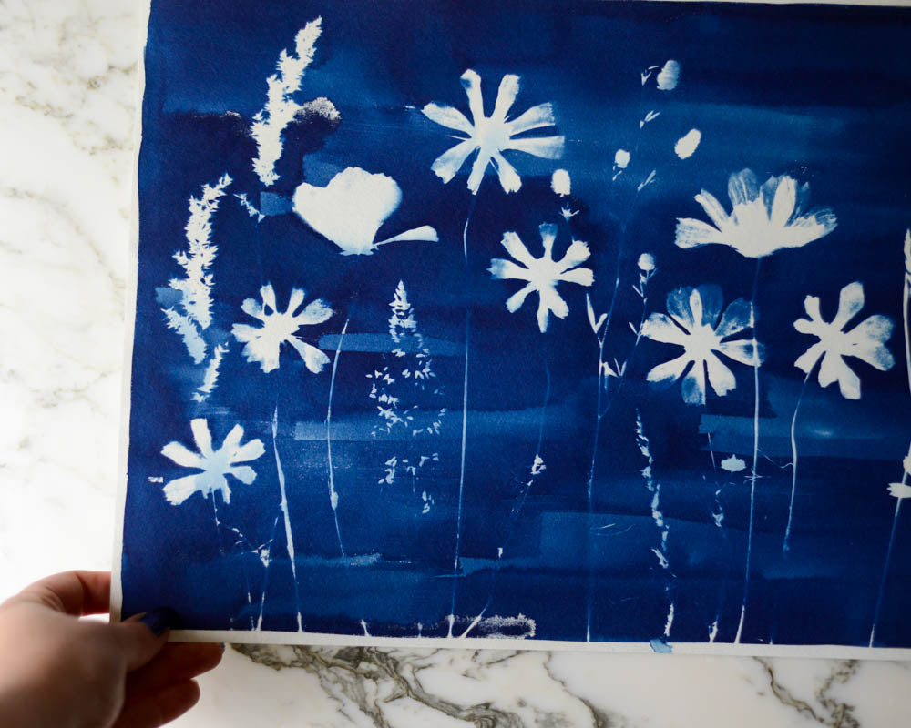 Cyanotype - 12x18" Cosmos Meadow