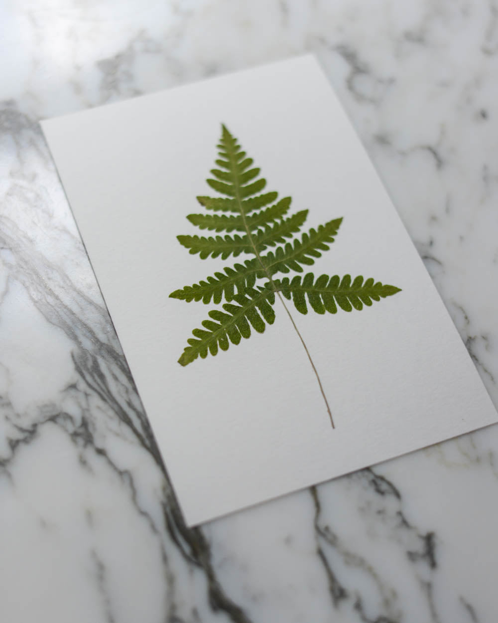 Unframed Botanicals 4x6" - 1