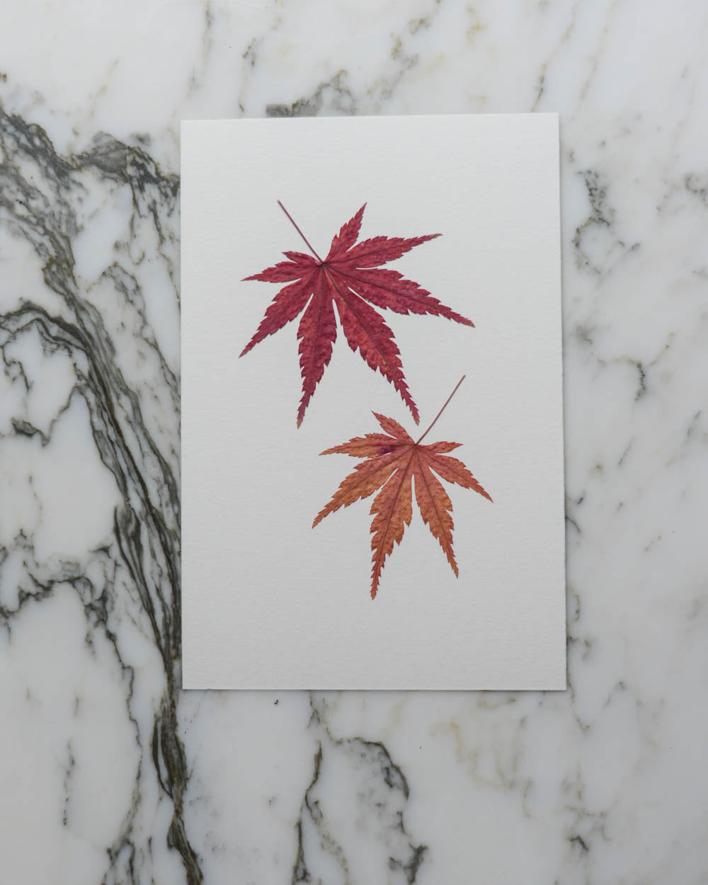 Unframed Botanicals 4x6" - 13