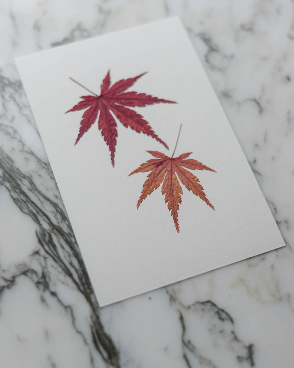 Unframed Botanicals 4x6" - 13