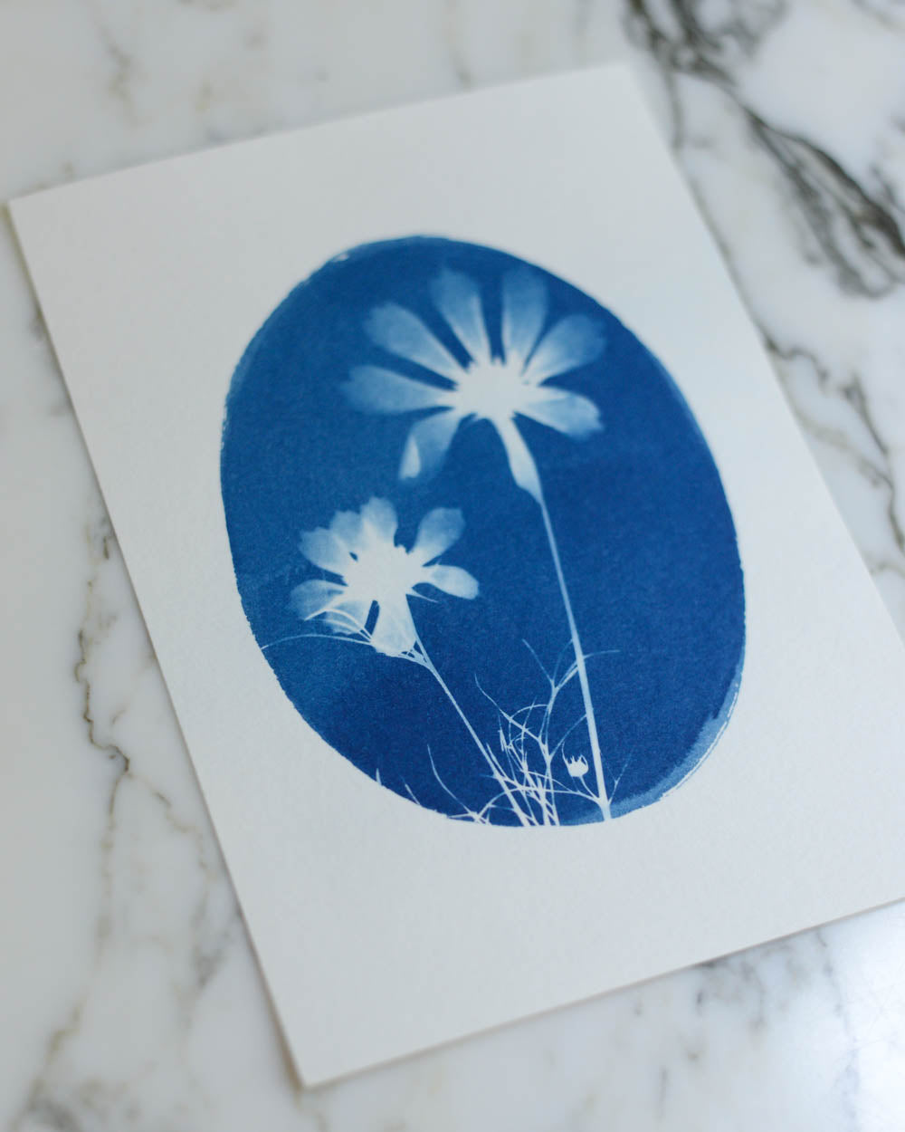 Cyanotype - 5x7" Cosmos Duo 2 Cameo
