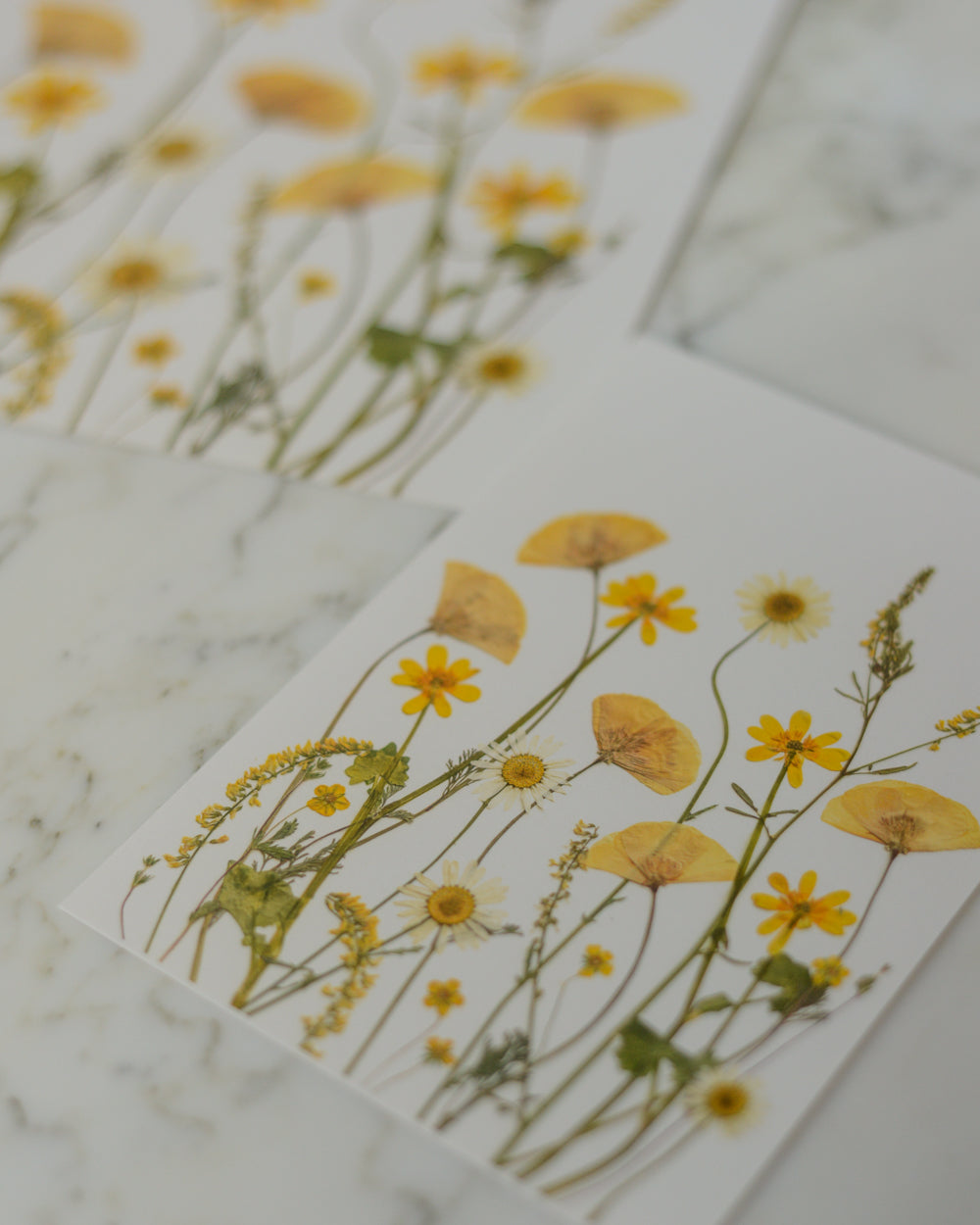 Golden Hour Meadow - Art Print of Pressed Flowers