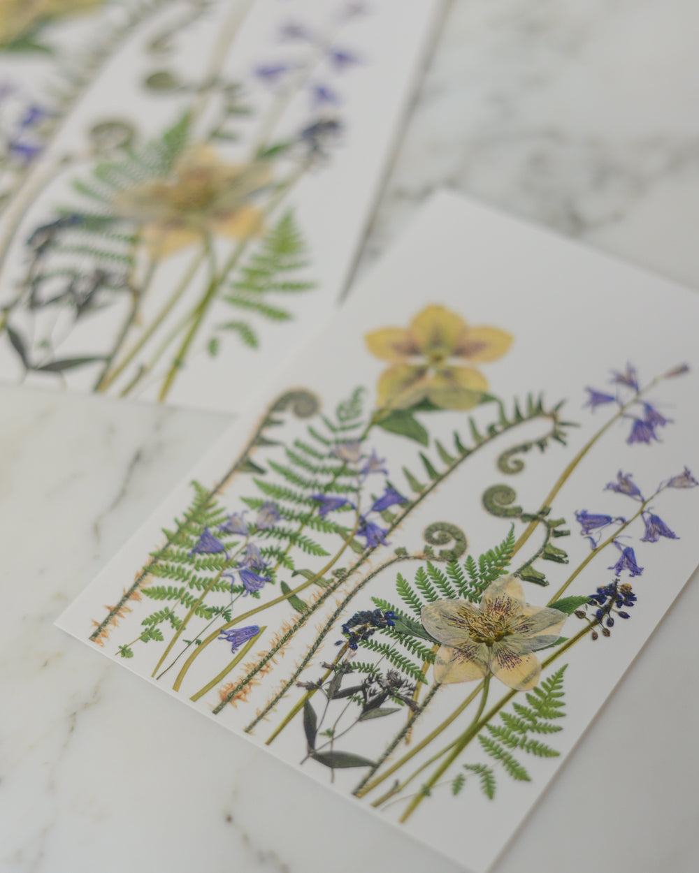 Verdant Spring Meadow - Art Print of Pressed Flowers