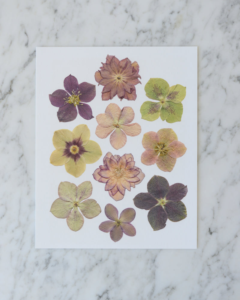 ORIGINAL Hellebore - Real Pressed Flower artwork