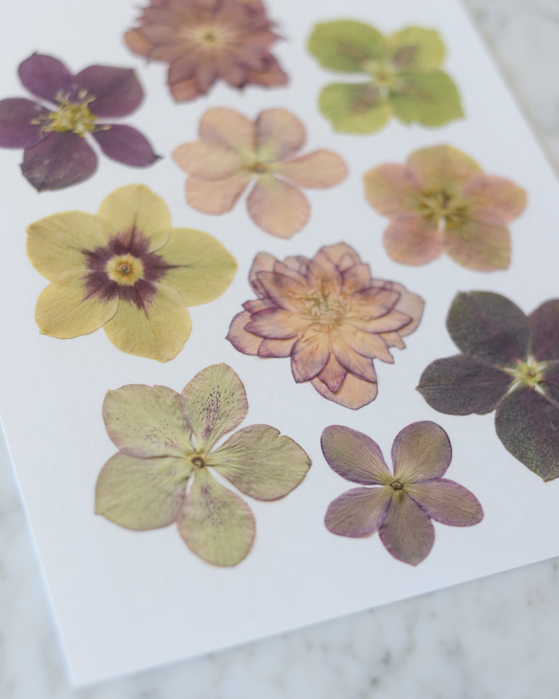 ORIGINAL Hellebore - Real Pressed Flower artwork