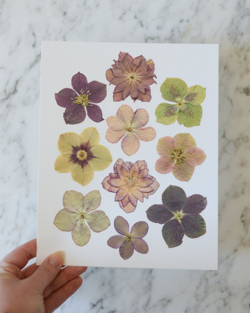 ORIGINAL Hellebore - Real Pressed Flower artwork
