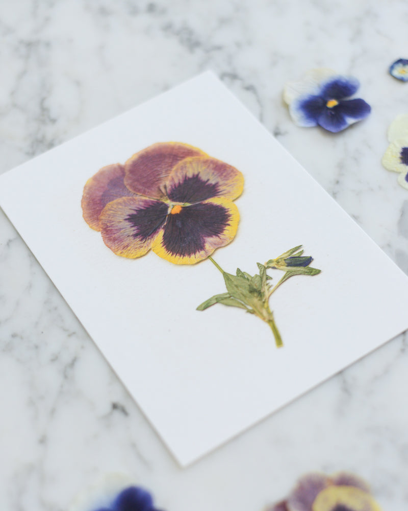Pansy Herbarium - Art Print of Pressed Flowers