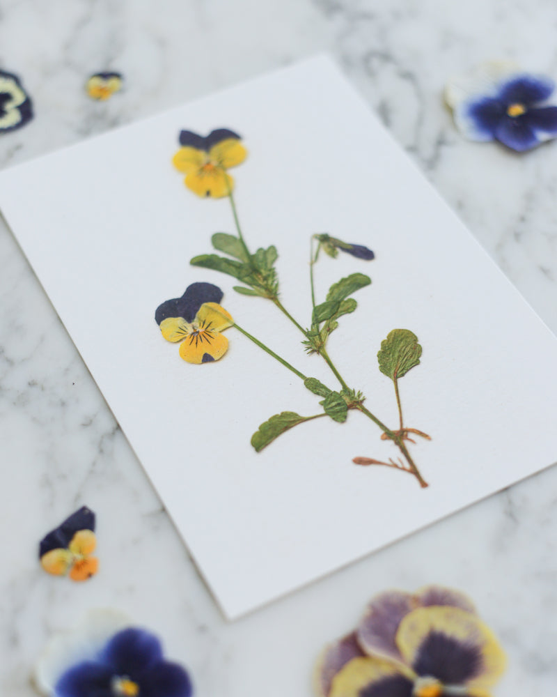 Viola Herbarium - Art Print of Pressed Flowers