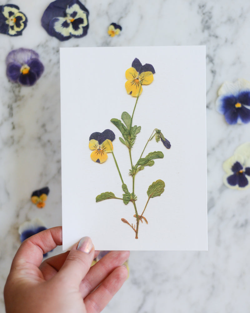 Viola Herbarium - Art Print of Pressed Flowers