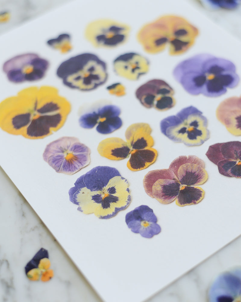 Pansies - Art Print of Pressed Flowers