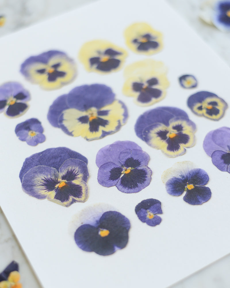 Blue Pansies - Art Print of Pressed Flowers