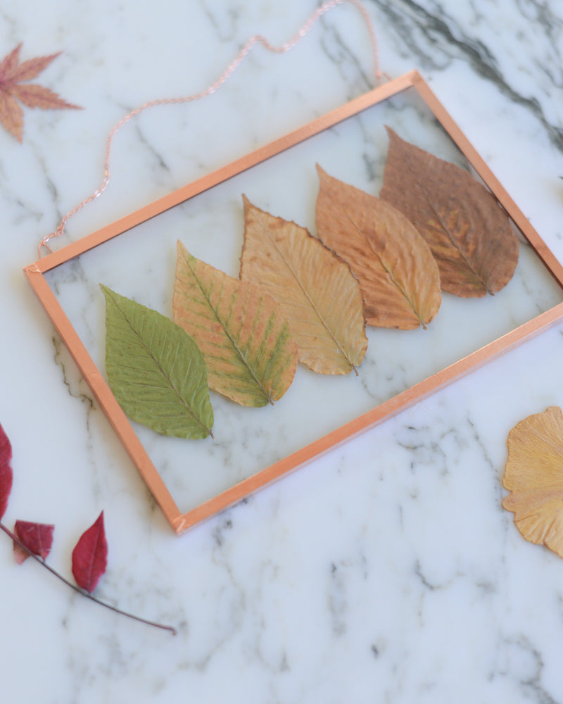 Beech Ombre - Glass and Copper Wall Hanging