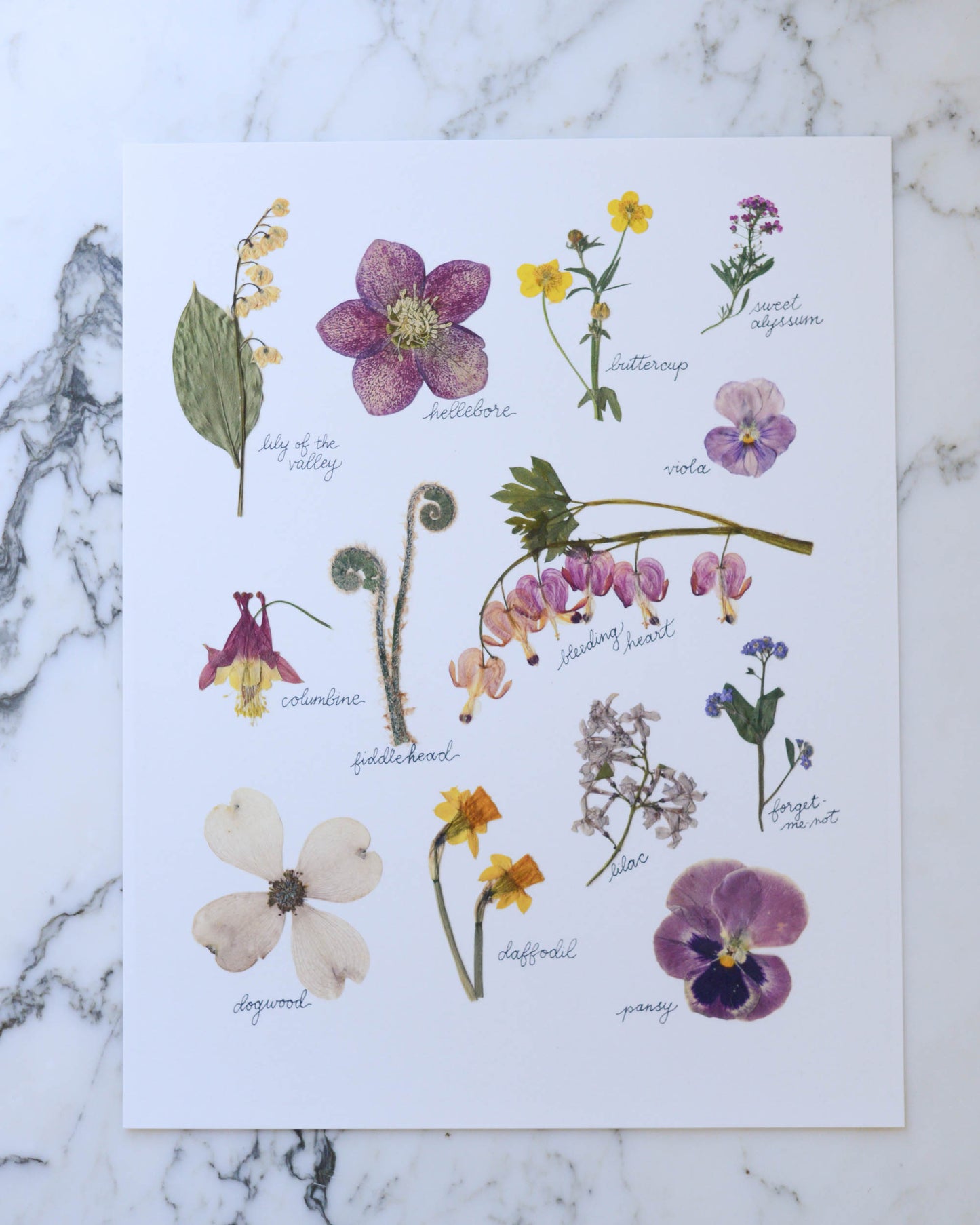 A Year in the Garden - Art Print of Pressed Flowers
