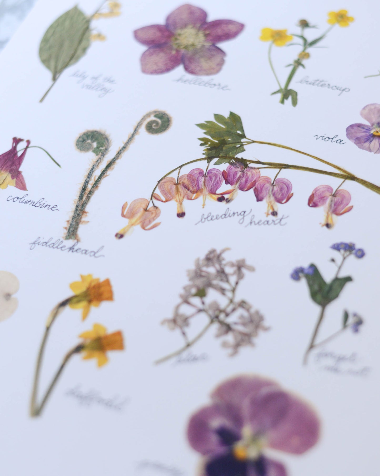 A Year in the Garden - Art Print of Pressed Flowers