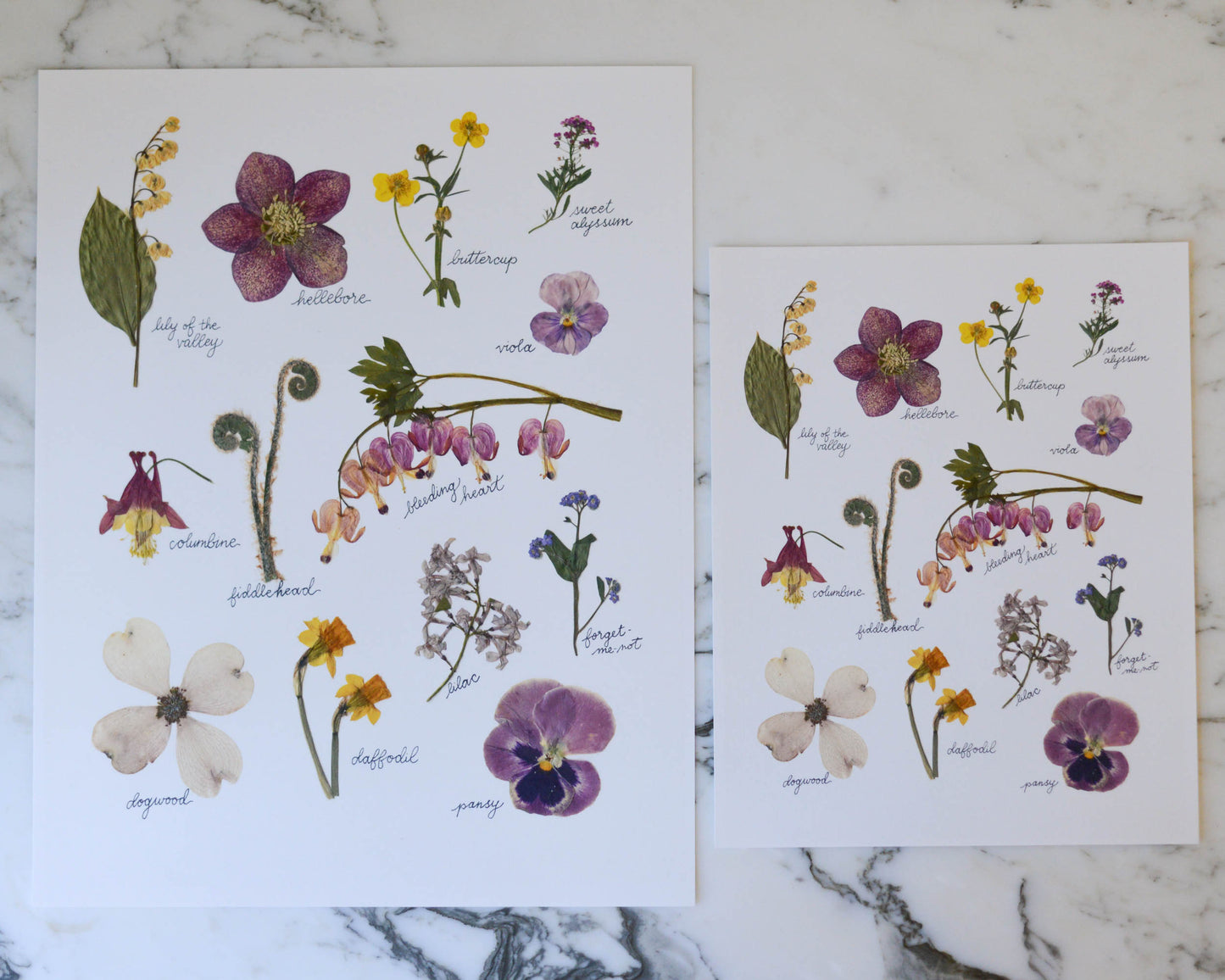 A Year in the Garden - Art Print of Pressed Flowers