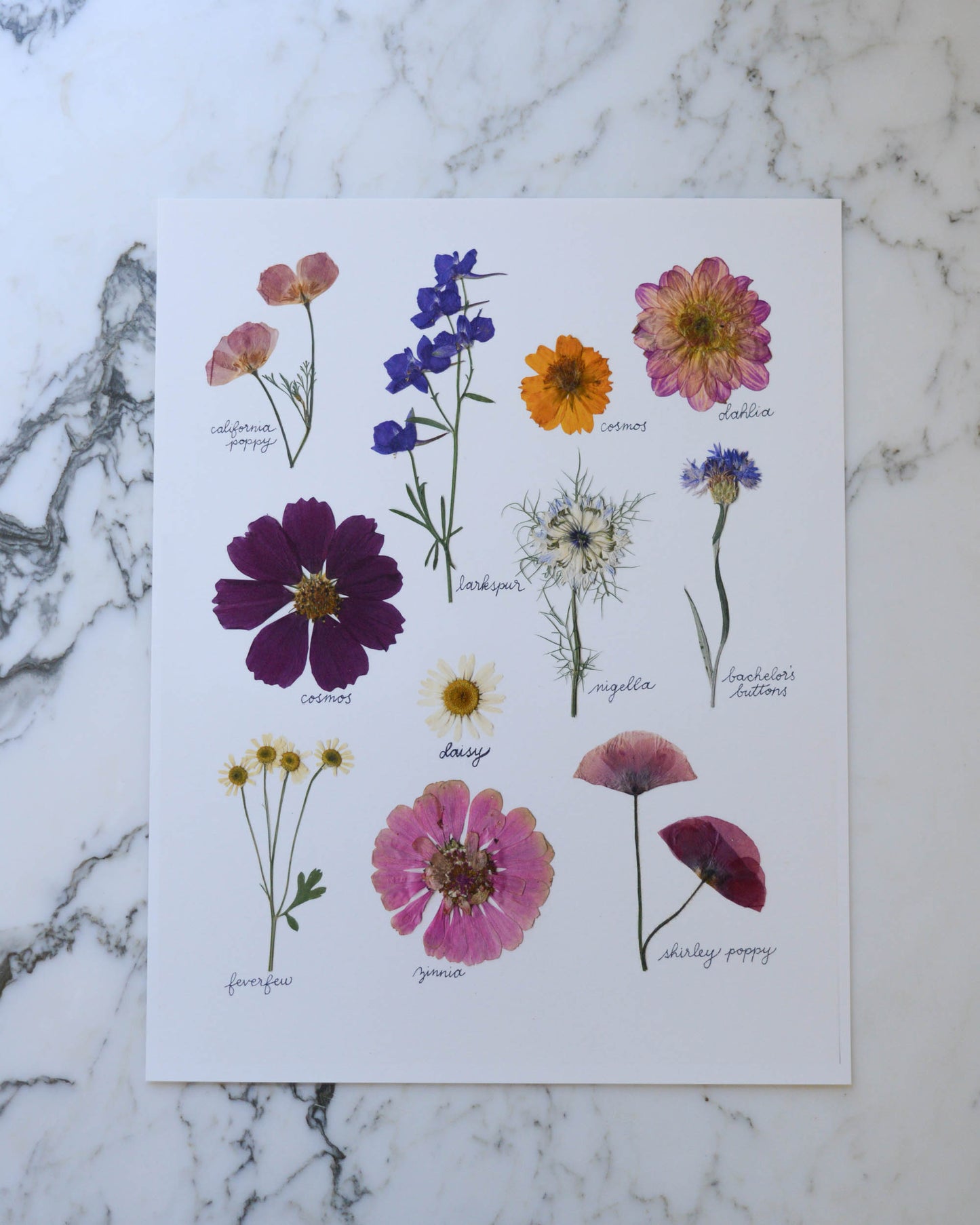 A Year in the Garden - Art Print of Pressed Flowers