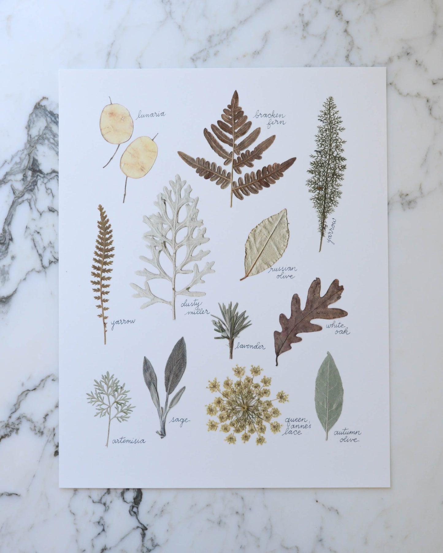 A Year in the Garden - Art Print of Pressed Flowers
