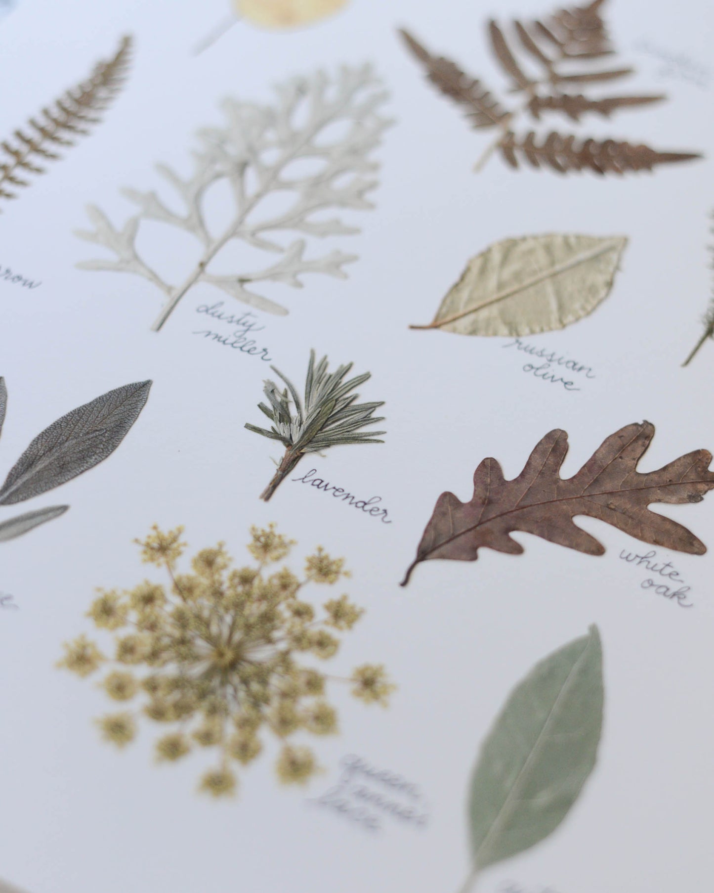 A Year in the Garden - Art Print of Pressed Flowers