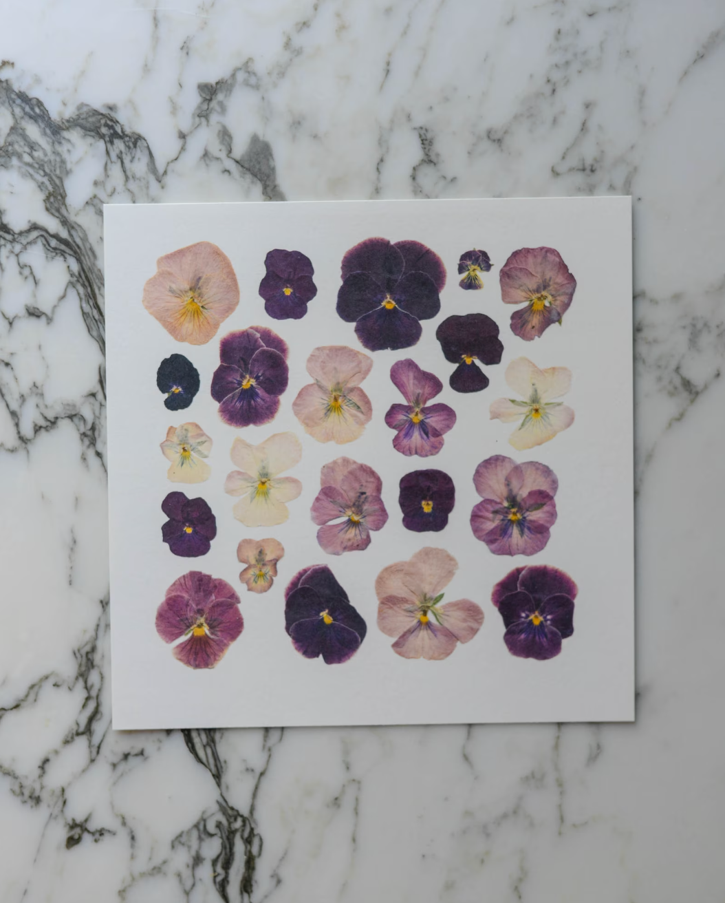 Violas - Art Print of Pressed Flowers