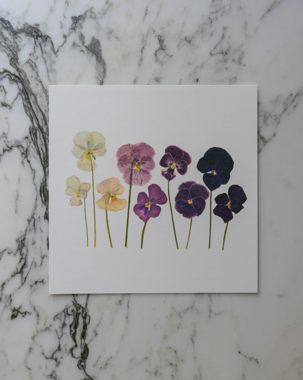 Violas - Art Print of Pressed Flowers